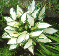 Picture of Remember Me Hosta