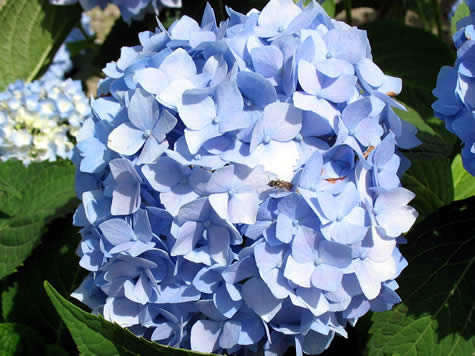 Picture of Endless Summer Hydrangea