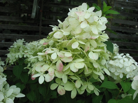 Picture of Limelight Hydrangea