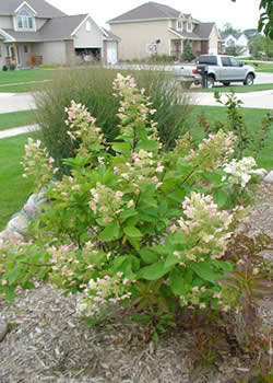 Picture of Tardiva Hydrangea