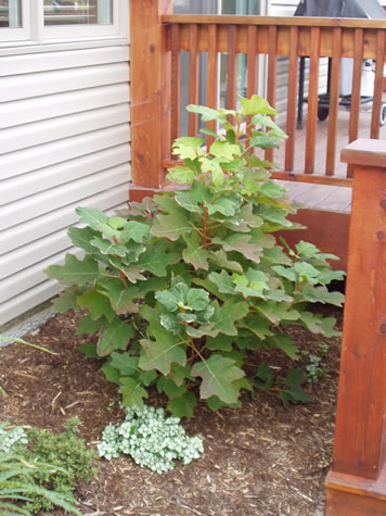 Picture of Oakleaf Hydrangea