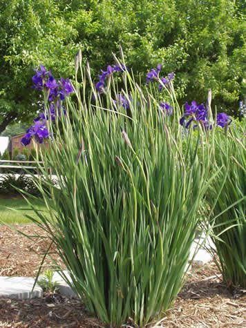 Picture of Caesar's Brother Siberian Iris