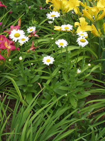 Picture of Becky Shasta Daisy