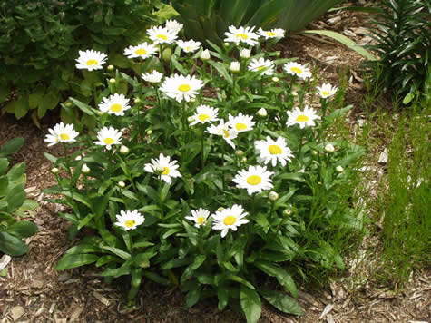 Snowcap deals shasta daisy