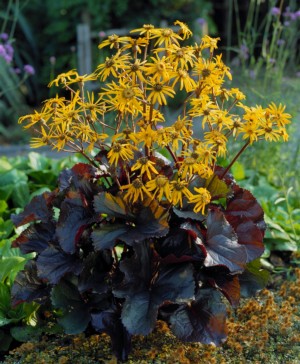 Picture of Britt Marie Crawford Ligularia