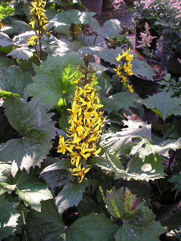 Picture of Little Rocket Ligularia