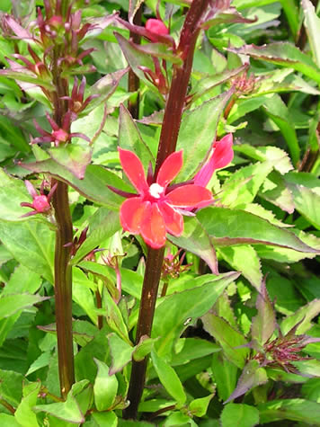 Picture of Fan Scarlet Cardinal Flower