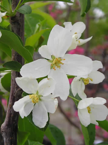 Picture of Jackii Crabapple