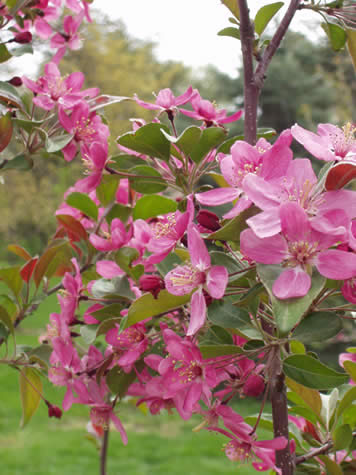 Picture of Purple Prince Crabapple