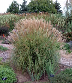 Picture of Adagio Maiden Grass