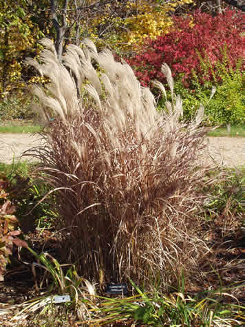 Picture of Purple Flame Grass