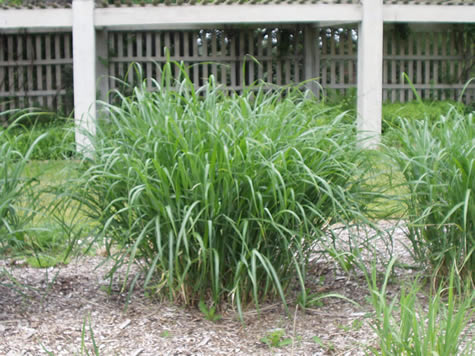 Picture of Silberfeder Maiden Grass