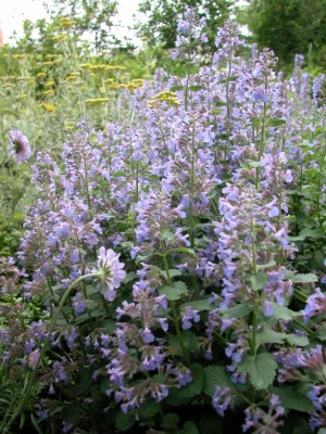 Picture of Blue Wonder Catmint