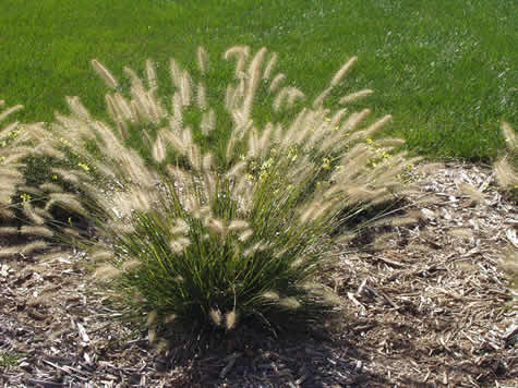 Picture of Dwarf Fountain Grass
