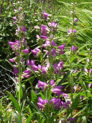 Picture of Prairie Dusk Beardtongue