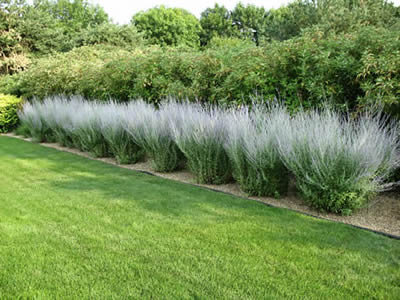 Picture of Little Spire Russian Sage