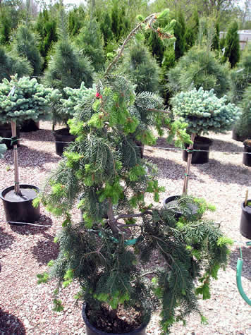 Picture of Emerald Twister Douglas Fir