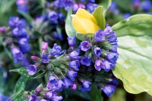 Picture of Bertram Anderson Lungwort