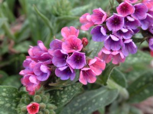 Picture of Raspberry Splash Lungwort