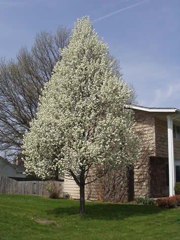 Picture of Chanticleer\Cleveland Select Ornamental Pear