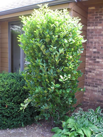 Picture of Columnar Buckthorn