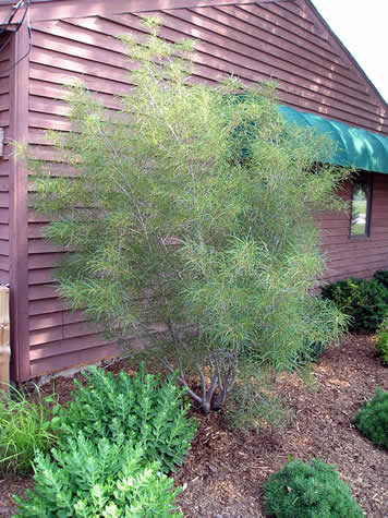 Picture of Fernleaf Buckthorn