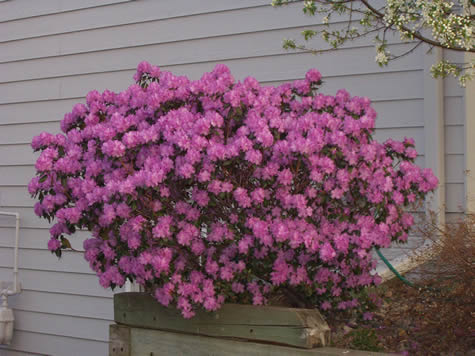 Picture of P.J.M. Rhododendron