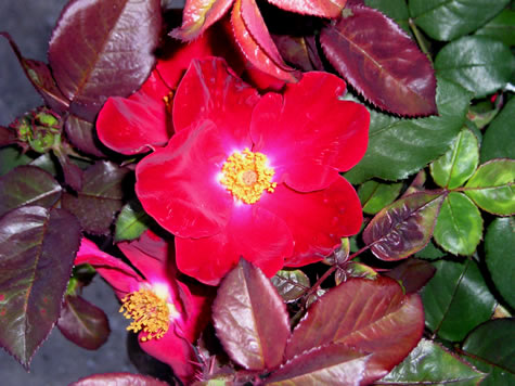 Picture of Home Run Shrub Rose