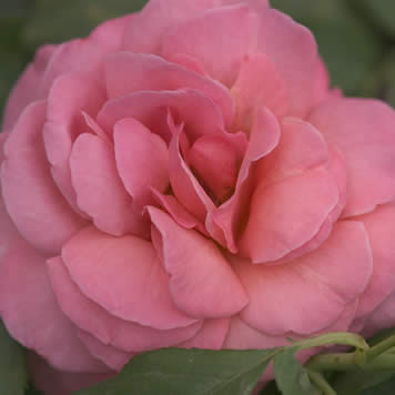 Picture of Kiss Me Rose