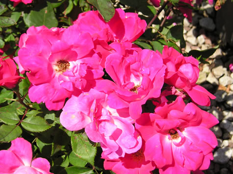 Picture of Knockout Shrub Rose
