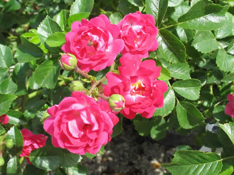 Picture of Paint the Town Rose