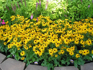 Picture of Goldsturm Black-Eyed Susan