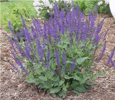Picture of May Night Salvia (Meadow Sage)
