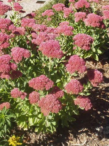 Picture of Autumn Joy Sedum (Stonecrop)