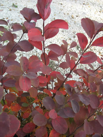 Picture of Birchleaf Spirea