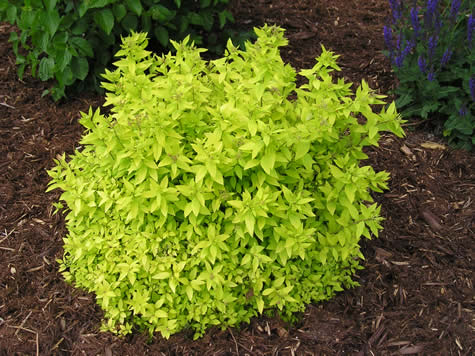 Picture of Goldmound Spirea