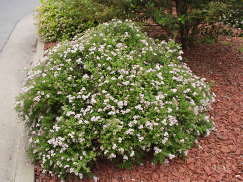 Picture of Little Princess Spirea