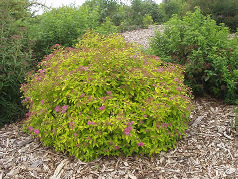 Picture of Magic Carpet Spirea