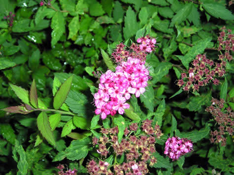 Picture of Neon Flash Spirea