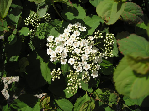 Picture of Snow Storm Spirea