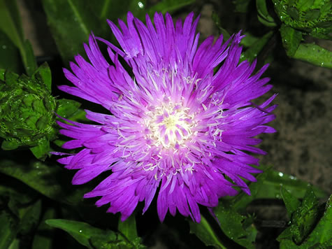 Picture of Honeysong Purple Stoke's Aster