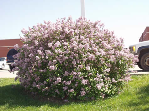 Picture of Dwarf Korean Lilac