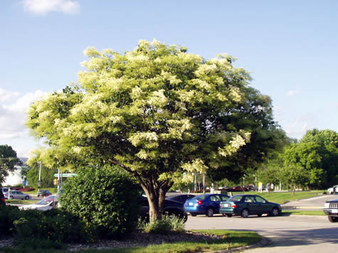 Picture of Ivory Silk Japanese Tree Lilac