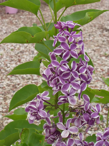 Picture of Sensation Lilac