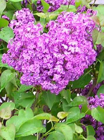 Picture of Pocahontas Lilac