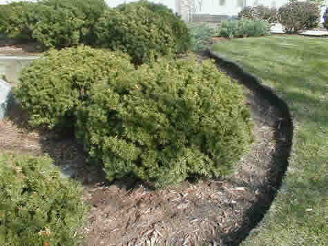 Picture of Densiformis Yew