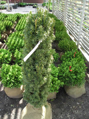 Picture of Stovepipe Yew