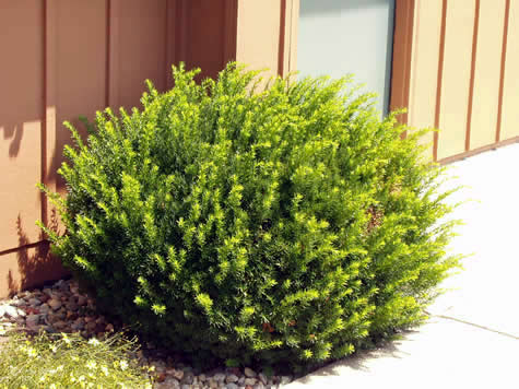 Picture of Dark Green Spreading Yew