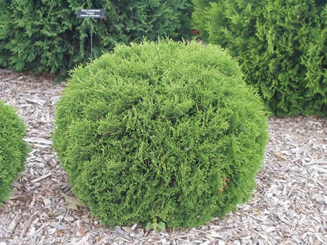 Picture of Hetz Midget Arborvitae