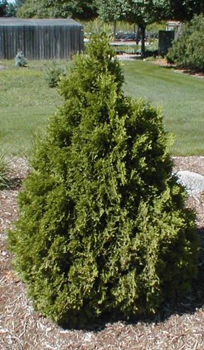 Picture of Holmstrup Arborvitae